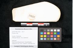Foto (Objekt + Etikett) von Plantae indet.  (NHMW-GEO-2024-0188-11632)